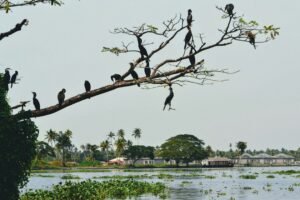 Best Times to Explore Kerala, India: A Seasonal Guide